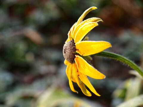 Late autumn and first frost. Close view of yellow echinacea (Echinacea purpurea), covered with hoarfrost. Rudbeckia (Goldsturn) flower with petals. Autumn (fall) time in garden on the eve of winter
