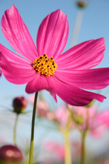 秋桜。凛として。