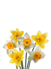 Obraz na płótnie Canvas bouquet of narcissus flowers spring wallpaper