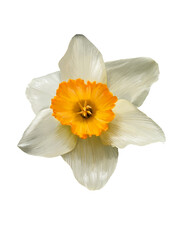 daffodil close up realistic illustration isolated