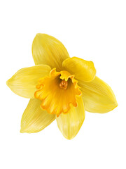 Fototapeta na wymiar yellow daffodil closeup realistic illustration of spring flowers isolated
