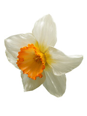 daffodil side view closeup realistic illustration isolated