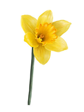 yellow daffodil spring flowers illustration isolated