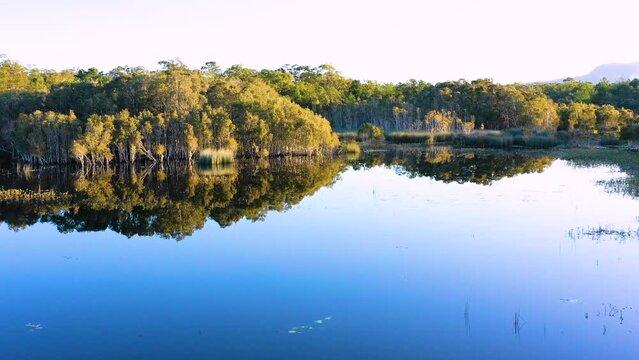 Aerial view of mirror like reflections of a paperbark tree forest, Ewen Maddock Dam, Sunshine Coast, Queensland, Australia