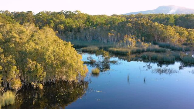 Aerial view of mirror like reflections of a paperbark tree forest, Ewen Maddock Dam, Sunshine Coast, Queensland, Australia