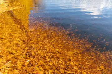 Colorful autumn leaves in a pond, dry fallen leaves on the water, a lake in the autumn