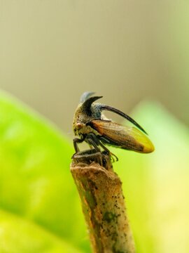 Centrotus cornutus (thorn-hopper), macro photography.
