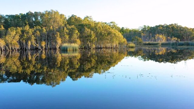 Aerial view of mirror like reflections of a paperbark tree forest, Ewen Maddock Dam, Sunshine Coast, Queensland, Australia