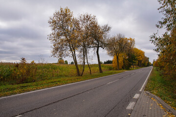 Fototapeta premium Autumn forest in the rays of the sun and the road in autumn colors. Day.