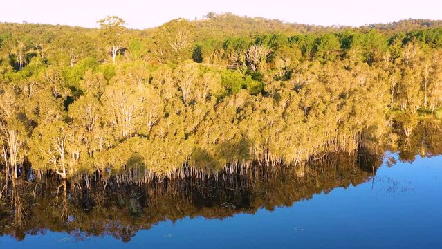 Aerial view of mirror like reflections of a paperbark tree forest, Ewen Maddock Dam, Sunshine Coast, Queensland, Australia