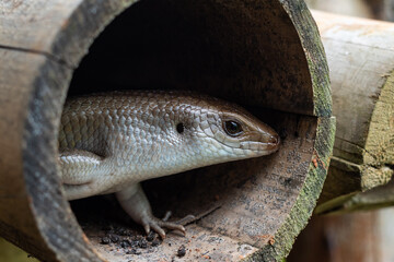 lizard on a log