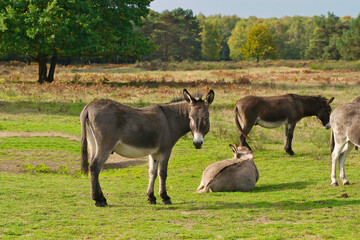 donkey on a pasture in autumn with sunshine