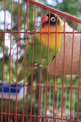 loro colorido © Yurleidis