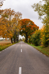 Autumn forest in the rays of the sun and the road in autumn colors. Day.