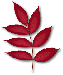 Ash-Tree Leaf