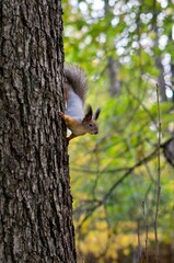 squirrel on a tree