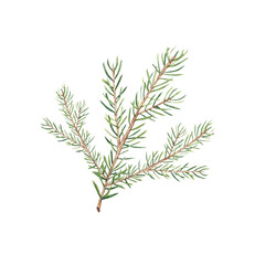 A branch of a Christmas tree on a white background. Watercolor illustration of pine needles, cedar, spruce. The branch is suitable for decoration for invitations, packages, design elements, printing.
