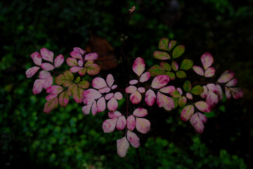マツカゼソウの色付いた葉