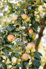 apples on a tree