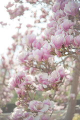 Magnolia 