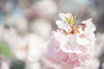 blossom in spring