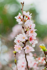 Blooming cherry. Natural spring floral composition