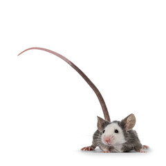 Cute young blue Hereford mouse, standing facing front. Tail fierce up in air. Looking away from camera. Isolated on a white background.