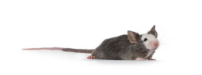 Cute young blue Hereford mouse, standing side ways. Looking away from camera. Isolated on a white background.