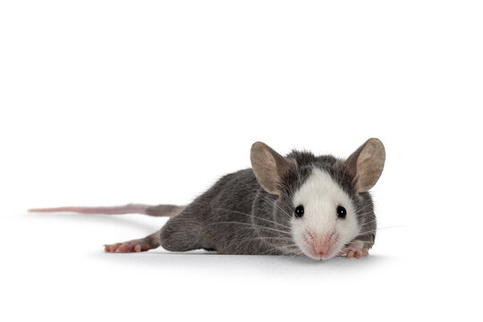 Cute young blue Hereford mouse, standing side ways. Looking towards camera. Isolated on a white background.