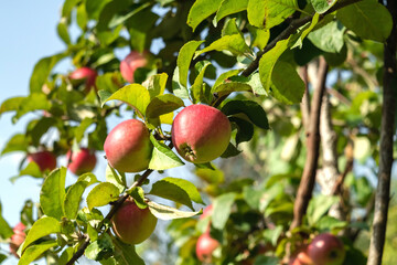 Branches with red apples and green leaves in an orchard.
