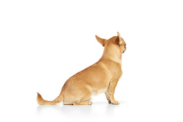 Back view. Small dog posing isolated over white background. Beautiful and cute chihuahua playing. Concept of breed animals, pets, companion, vet