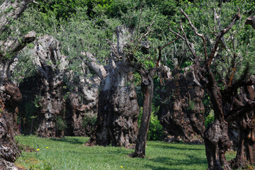 Alte Olivenbäume (Olea europaea) in Italien, Europa, 