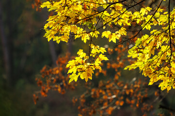 Naklejka na ściany i meble Autumn leaf color. Yellow maple leaves in forest