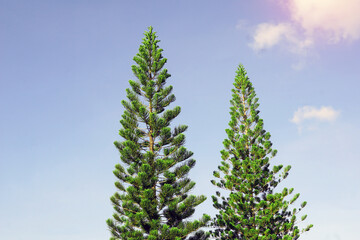coral reef araucaria, Norfolk island pine is an ornamental plant, branched out into layers beautiful green leaves the canopy is not large Suitable for growing in pots and planted in the garden.