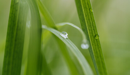 background with grass dew in green colors