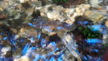small individual of brown trout salmo trutta in šumava national park of czech republic under stream water surface