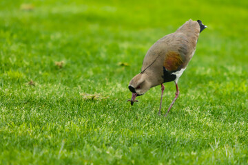Bird known in Brazil as Quero-quero, Southern Lapwing in Portugal (Vanellus chilensis) bird of the Charadriiformes order, belonging to the Charadriidae family, in a green field with an earthworm in it