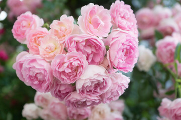 Beautiful pink shrub rose, branch with a large number of buds.