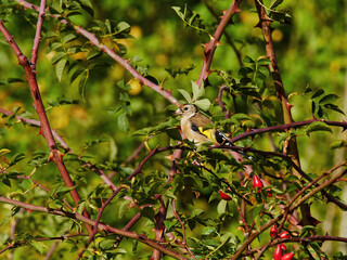 A goldfinch perched amongst woodland branches, thorns and rose hips in bright, autumn sunshine.
