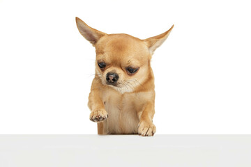 Touch. Studio shot of small dog posing isolated over white background. Beautiful and cute chihuahua. Concept of breed animals, pets, companion, vet
