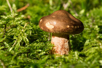 kleiner brauner Pilz im Moos