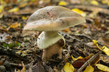 Pilz am Waldboden