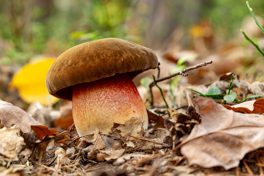 Boletus luridus (Suillellus luridus) close-up shot of forest mushroom.