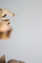 Eucalyptus leaves frame. Copy space.