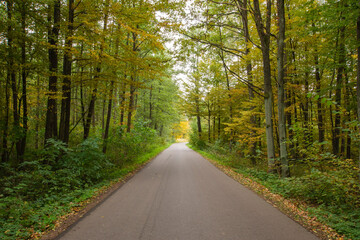 Fototapeta premium Autumn forest in the rays of the sun and the road in autumn colors. Day.