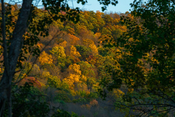 autumn in the forest