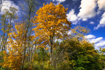 autumn in the forest