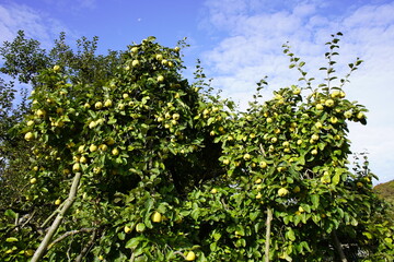 Quince (Cydonia oblonga) on the tree, Rosaceae family. 