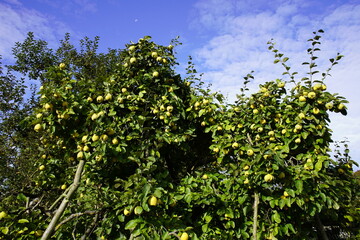 Quince (Cydonia oblonga) on the tree, Rosaceae family. 