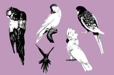 Graphic a large set of parrots. Realistic illustration of parrot species.